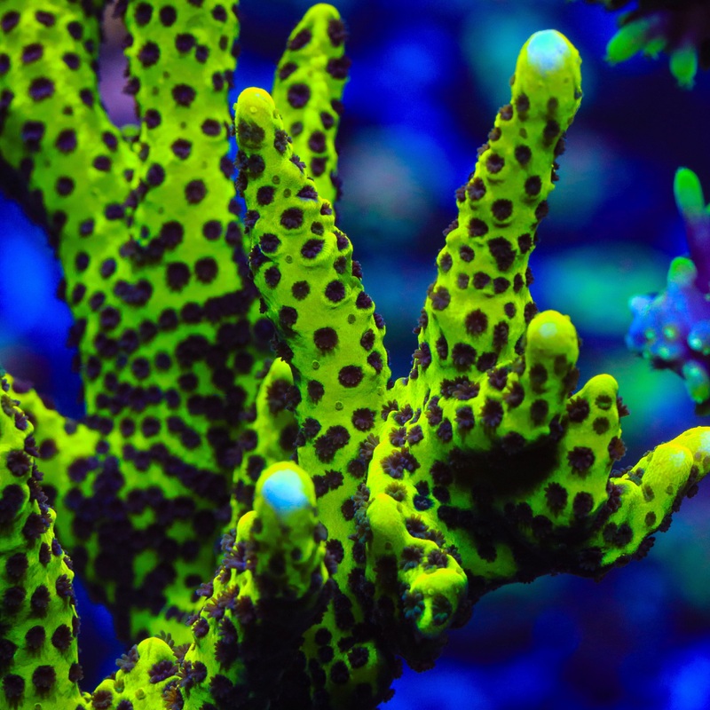 Slimeball Spongodes Montipora Coral