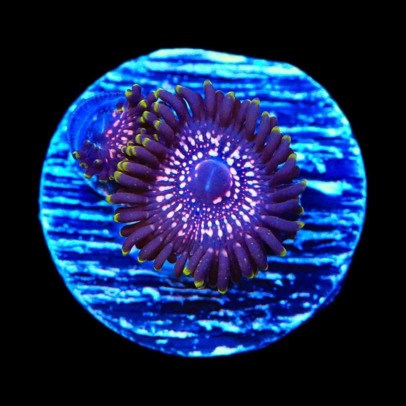 Tasers Zoanthids Coral