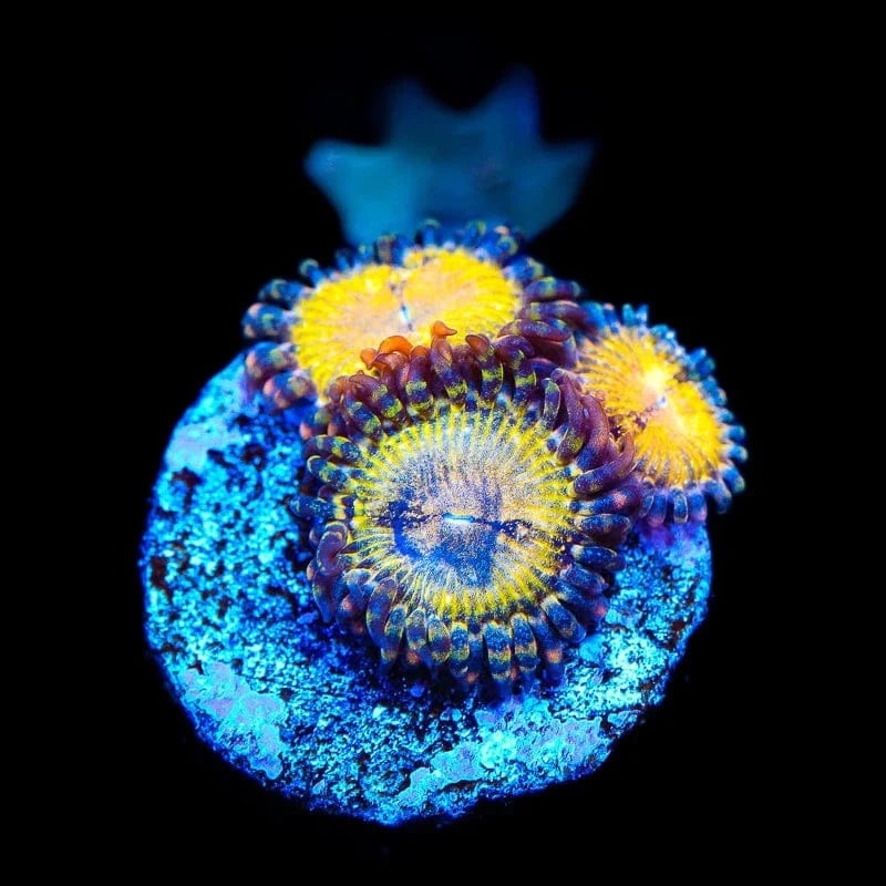 TSA Calypso Zoanthids Coral