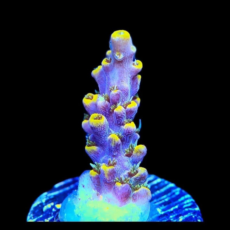 TSA Dark Crystal Acropora Coral