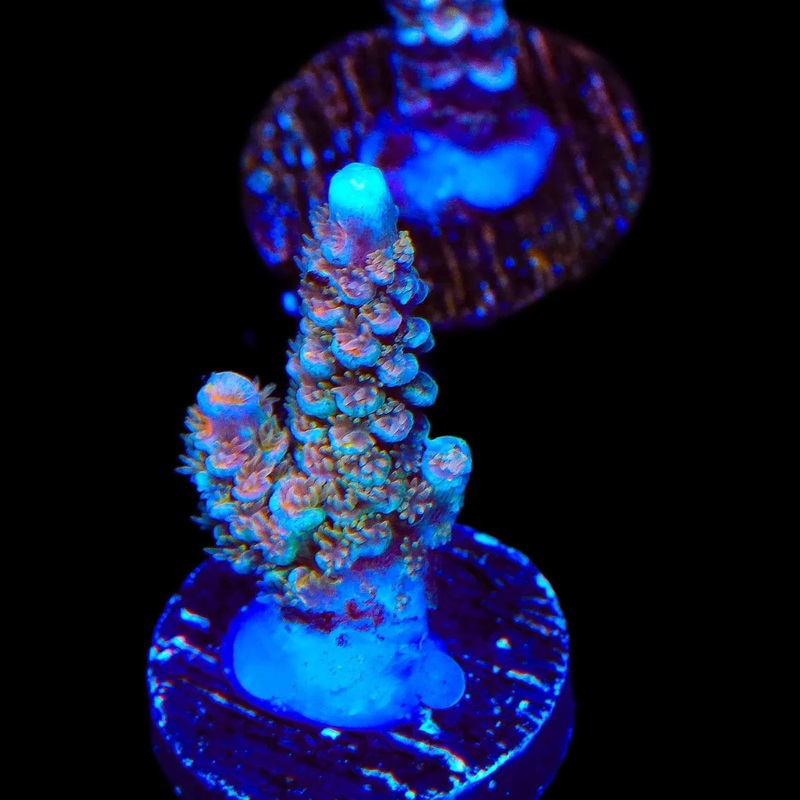 TSA Diamond Dust Tenuis Acropora Coral