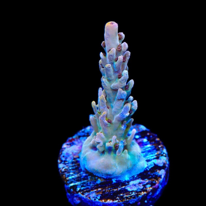TSA Fallen Angel Acropora Coral
