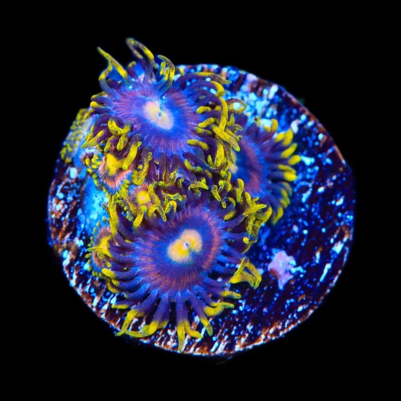 TSA Galactic Burst Zoanthids Coral