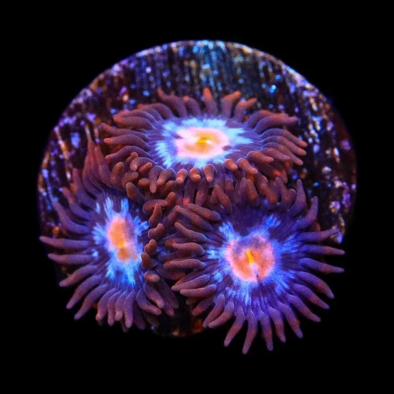 TSA Glow Pop Zoanthid Coral