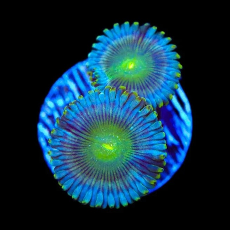 TSA Milky Way Zoanthids Coral