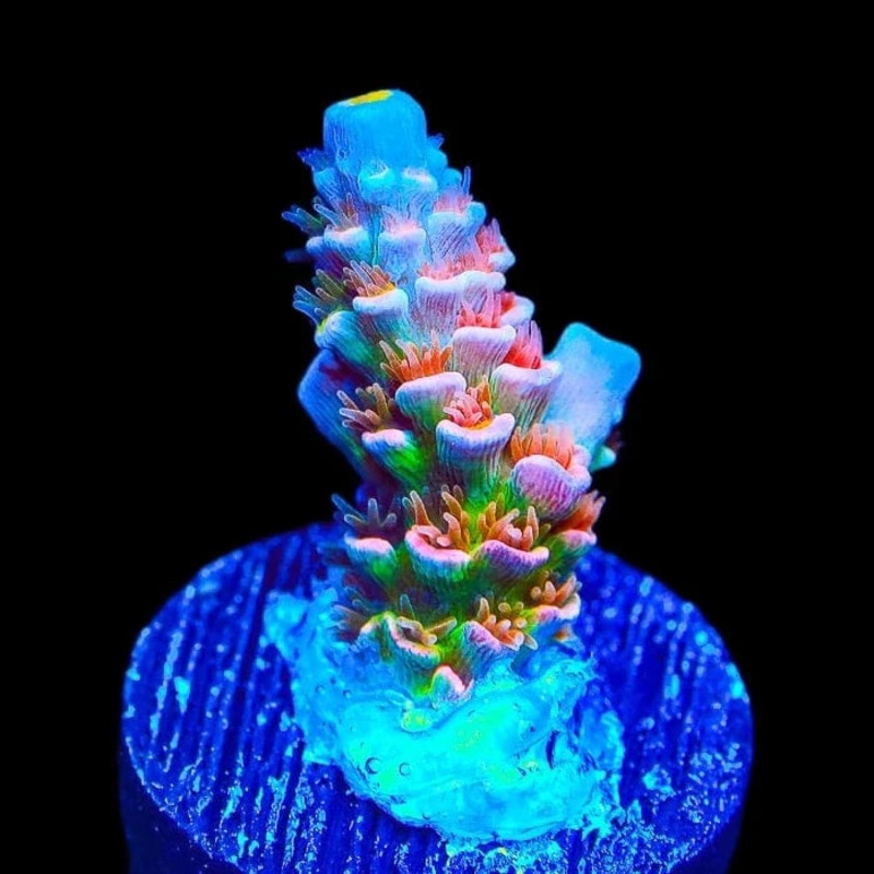 TSA Miss Piggy Acropora Coral