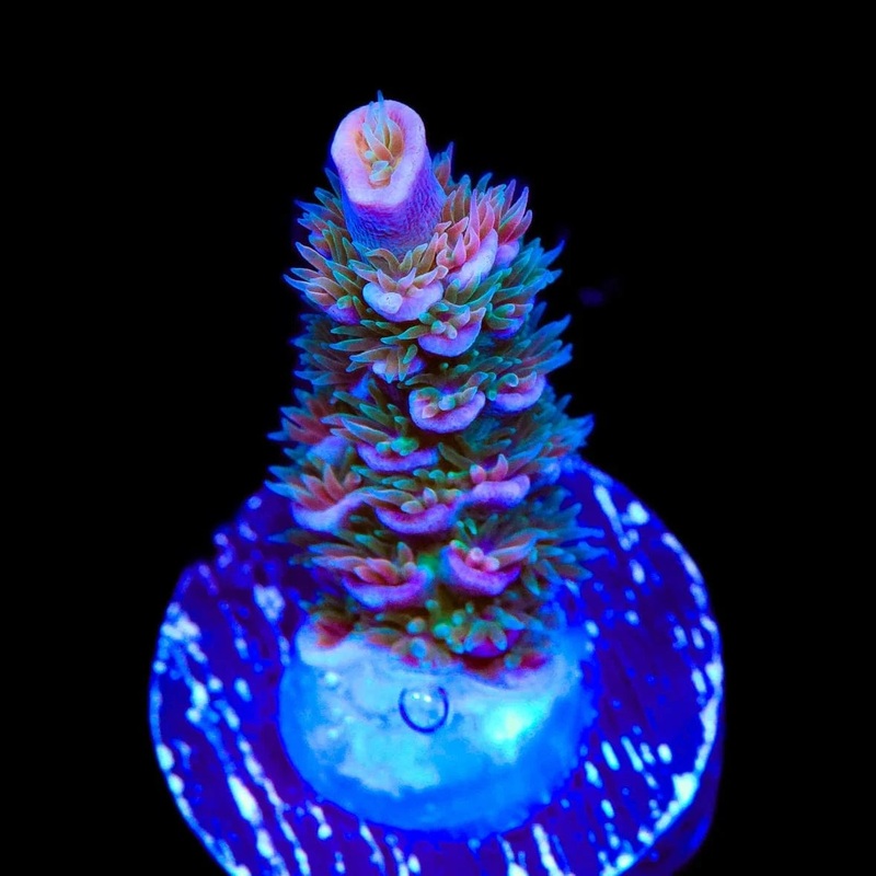TSA Peach Tree Tenuis Acropora Coral