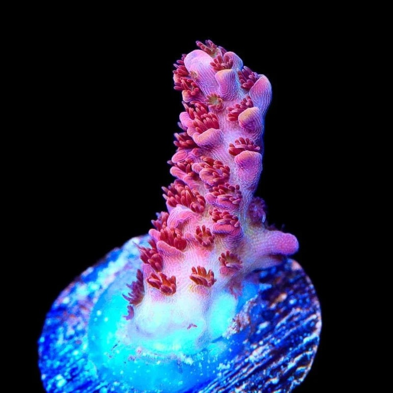 TSA Prairie Fire Acropora Coral