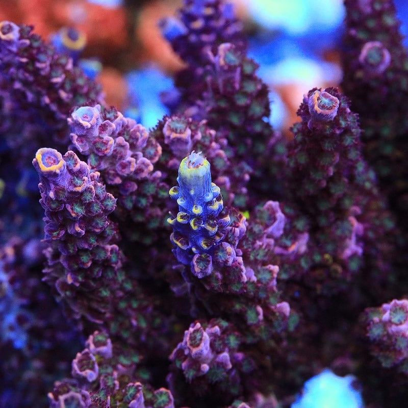 TSA Professor Plums Acropora Coral