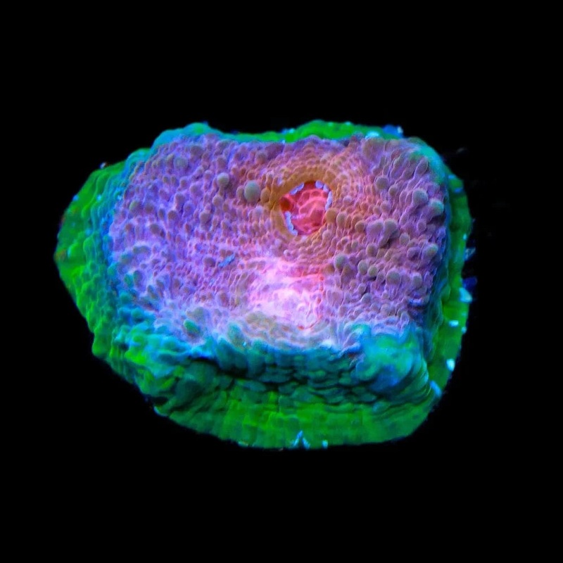 TSA Smeared Dreams Chalice Coral