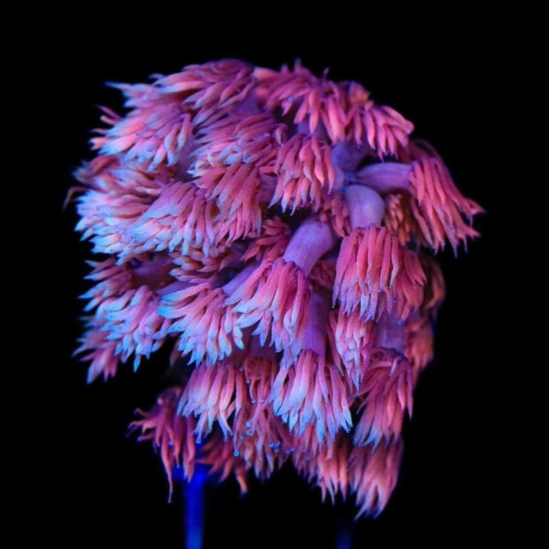 TSA Strawberry Goniopora Coral