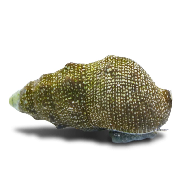 Cerith Snail