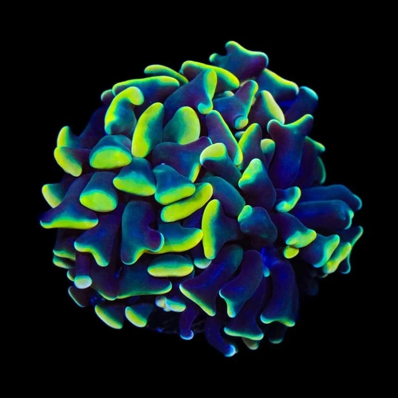 Disco Hammer Coral