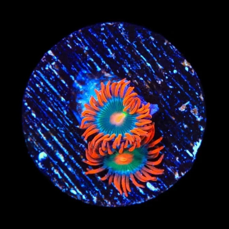 Electric Gatorade Zoanthids Coral