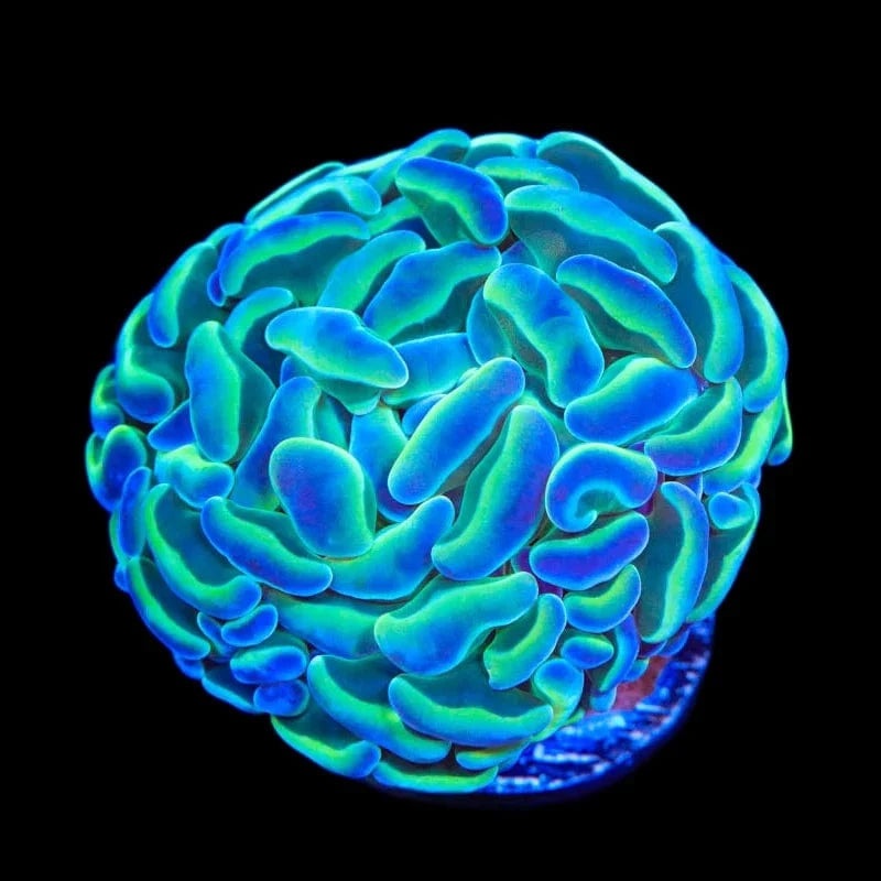 Hologram Hammer Coral