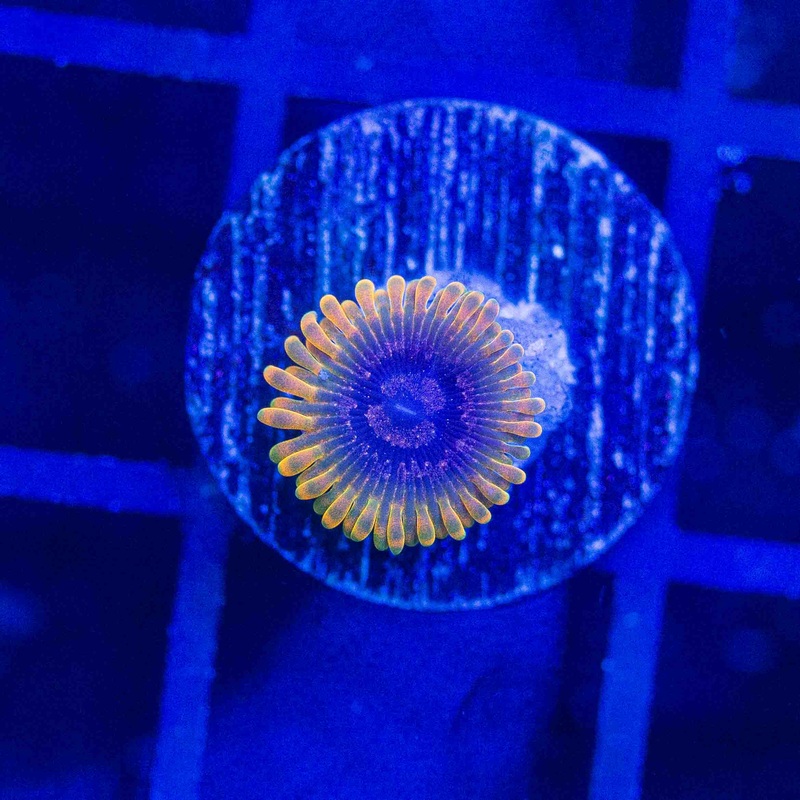 JF Acid Reflux Zoanthid