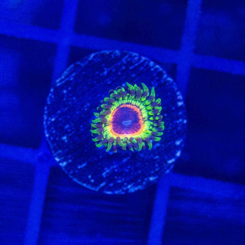 Little shop of Horror Zoanthid