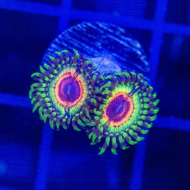 Little shop of Horror Zoanthids