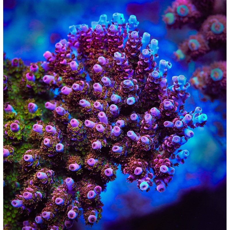 PC Superman Acropora Coral