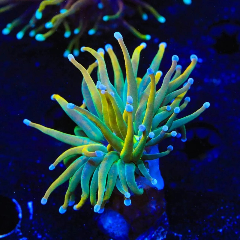 Pot of Gold Torch Coral