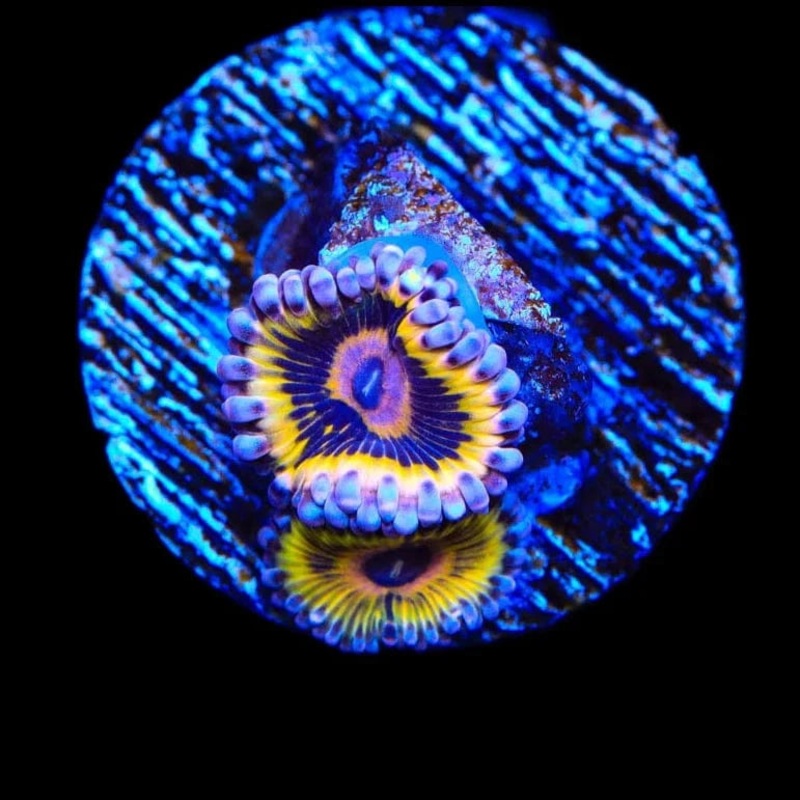 Stratocaster Zoanthids Coral