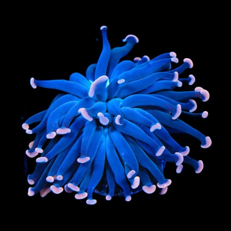 Sweet Treat Hammer Coral