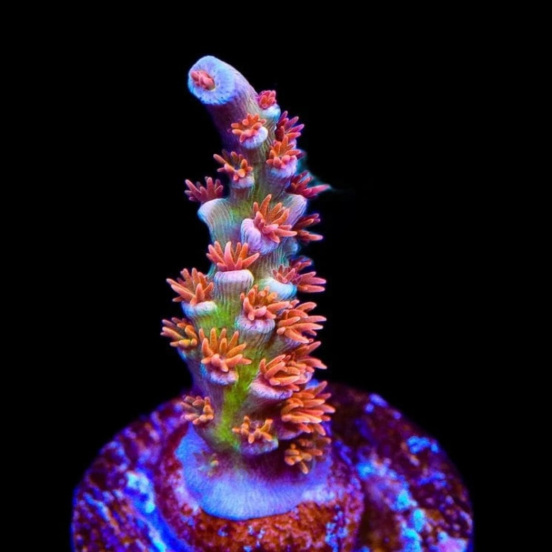 TGC Acrolandia Acropora Coral