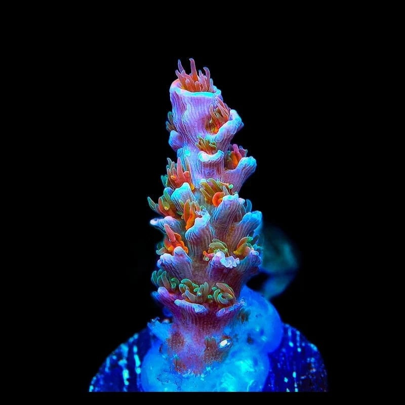 TSA Death Grimace Acropora Coral