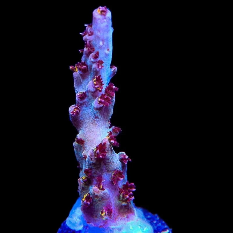 TSA Gunslinger Acropora Coral