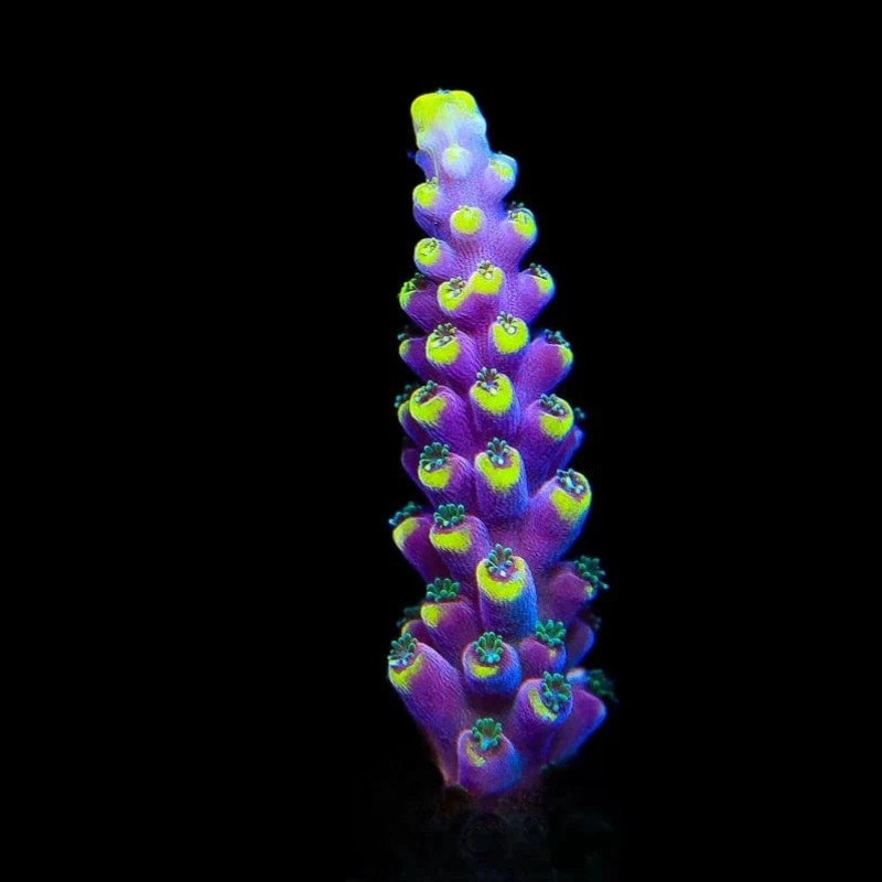 TSA Lunar Lemonade Acropora Coral