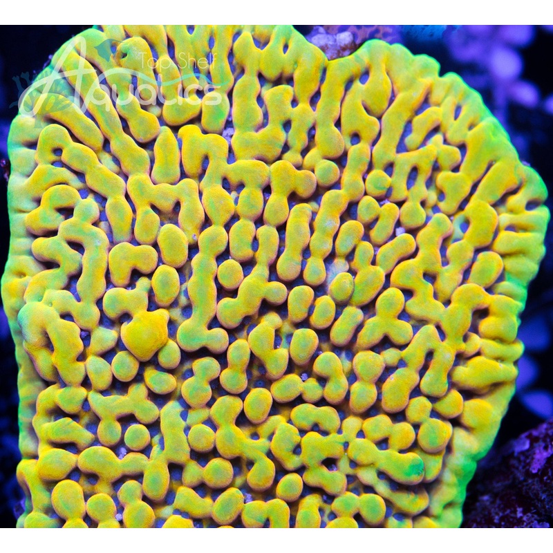 TSA Minions Montipora Coral