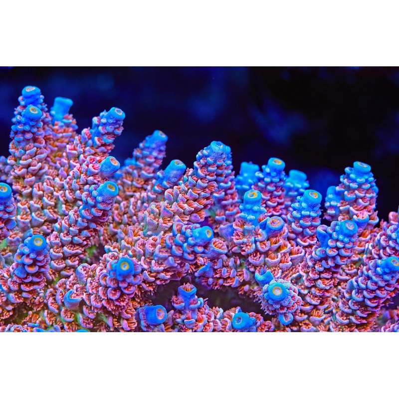 TSA Miss Piggy Tenuis Acropora Coral