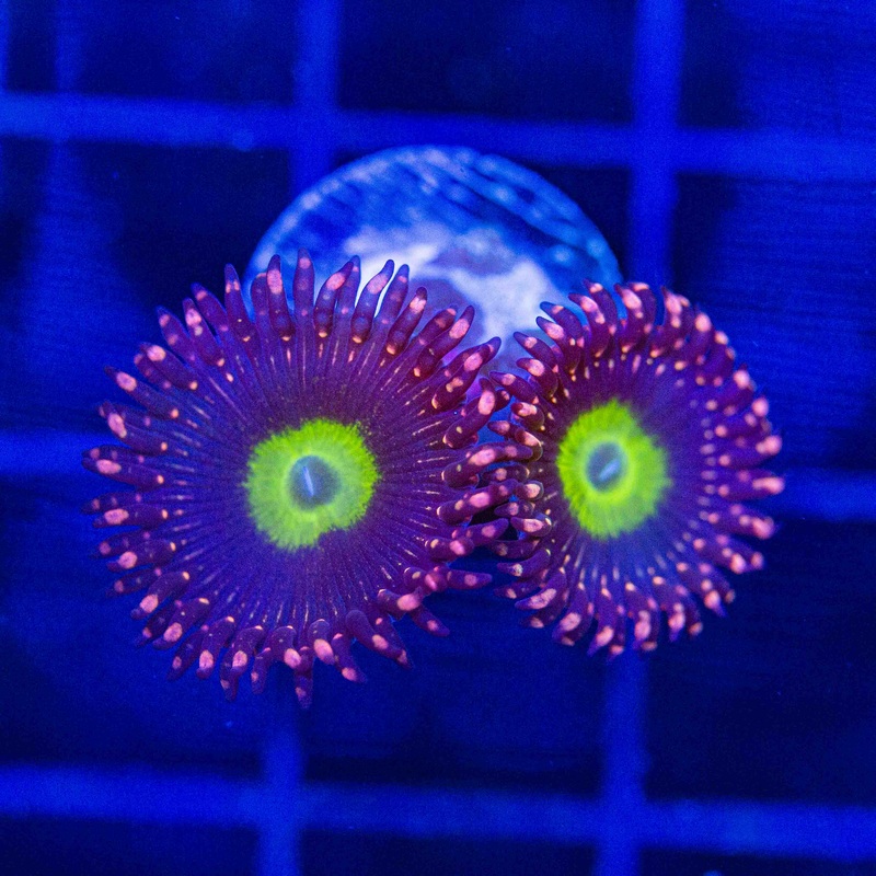 TSA Purple Hippo Zoanthid