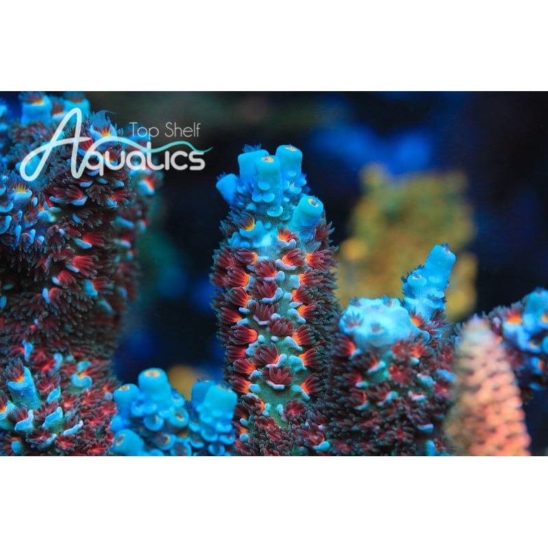 TSA Starscream Tenuis Acropora Coral
