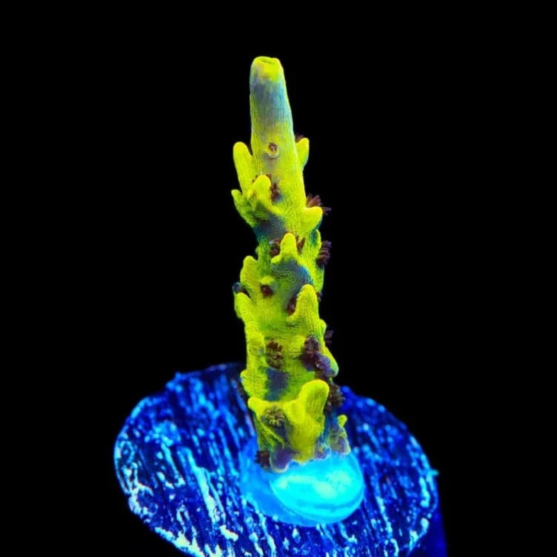 TSA Thunderstruck Acropora Coral