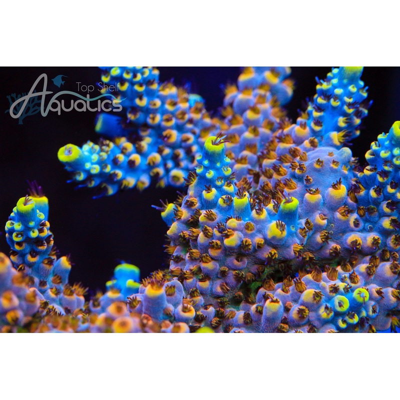 TSA Triple Sec Acropora Coral