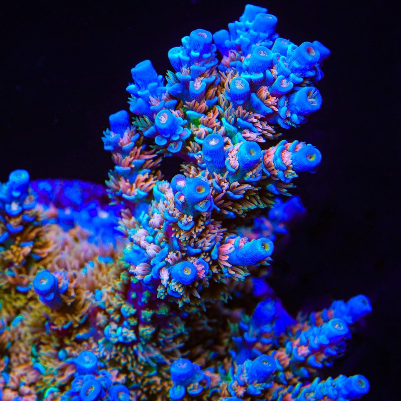 TSA Tsunami Tenuis Acropora Coral