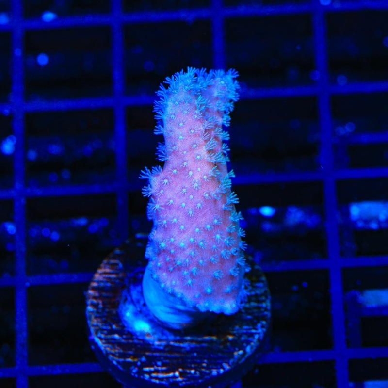 Blue Leather Coral