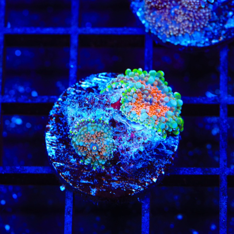 Double Rainbow Yuma Coral
