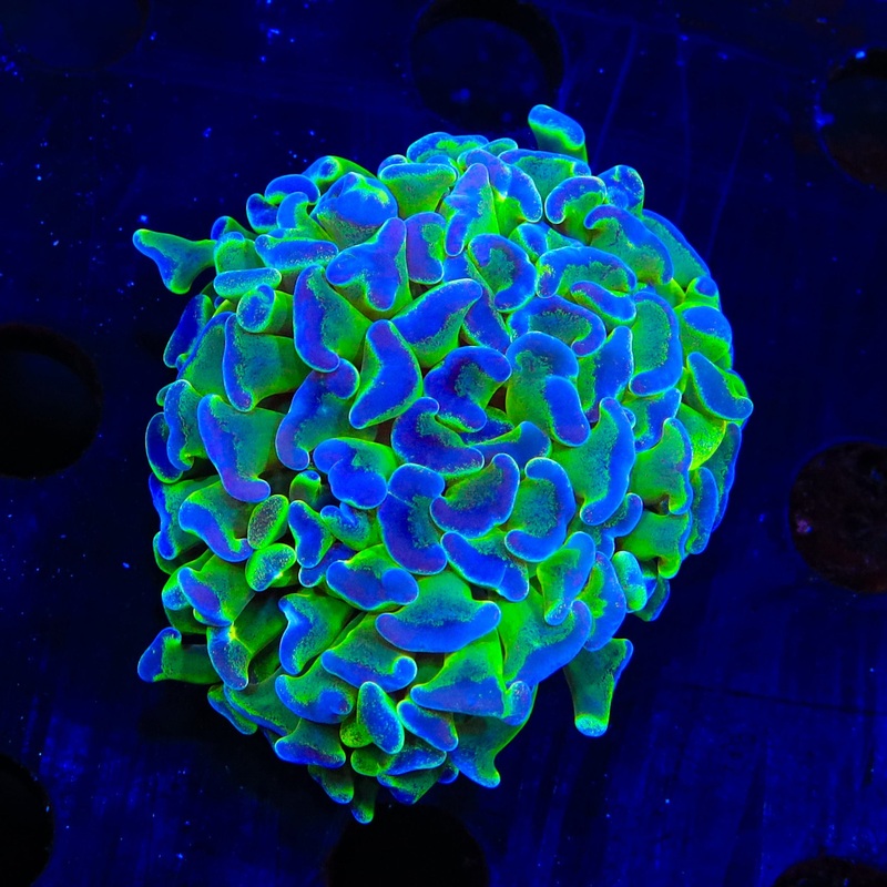 Fairy Dust Hammer Coral