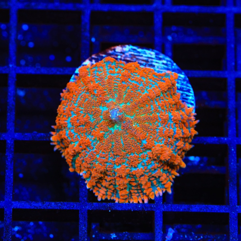 Forest Fire Rhodactis Mushroom Coral