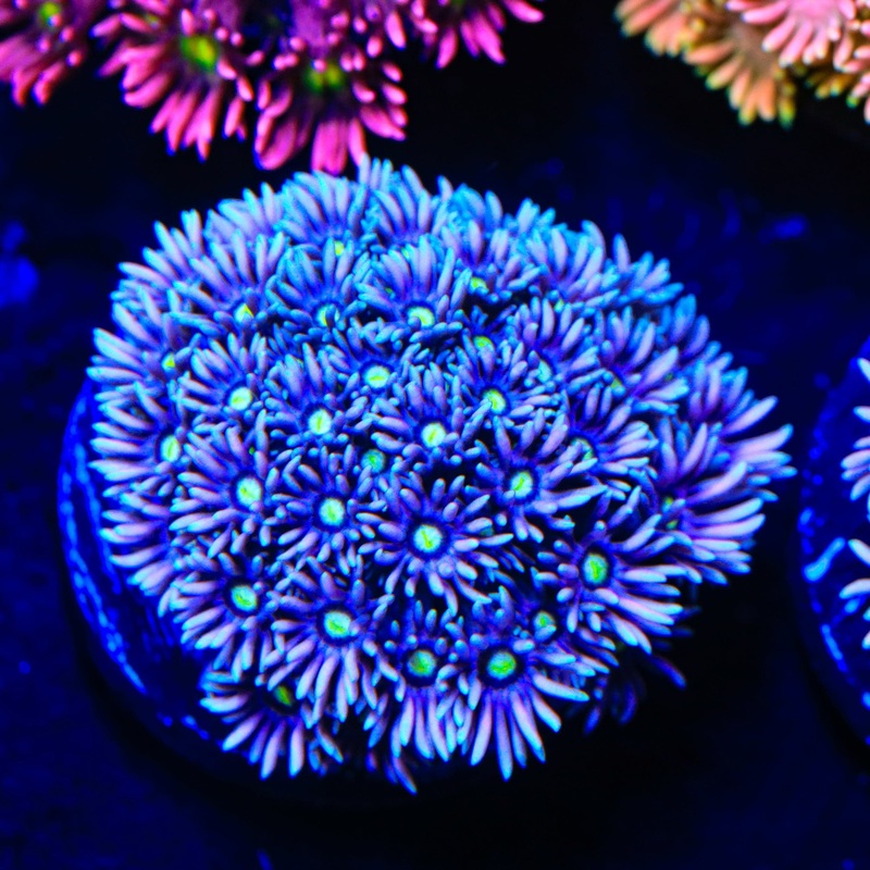 Frosty Sky Goniopora Coral