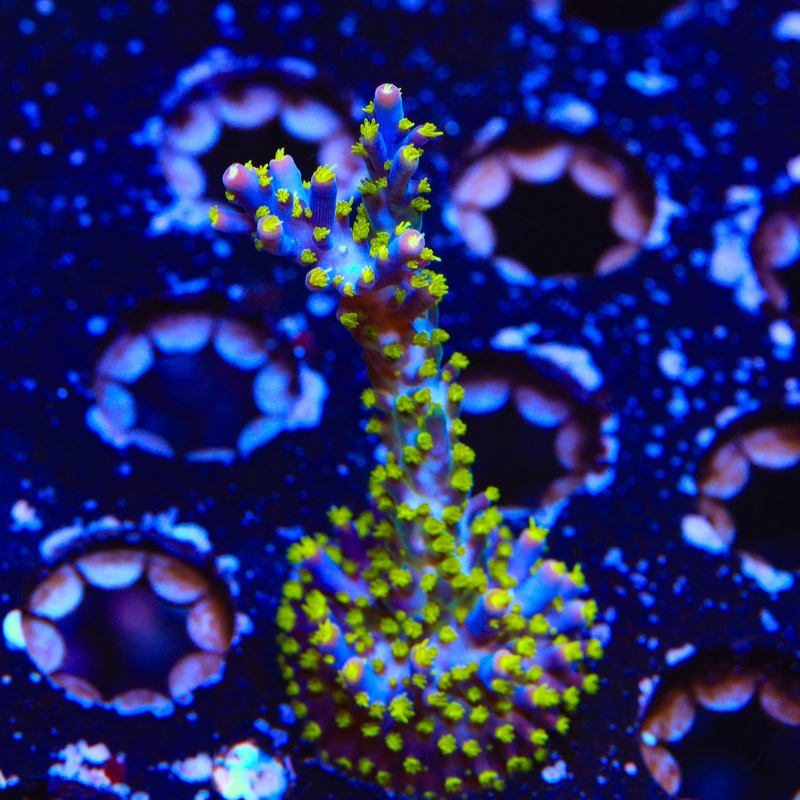 Garf Bonsai Acropora XL Frag Coral