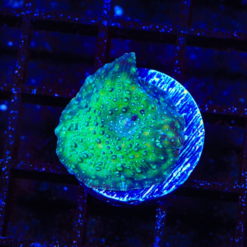 Goosebumps Mushroom Coral