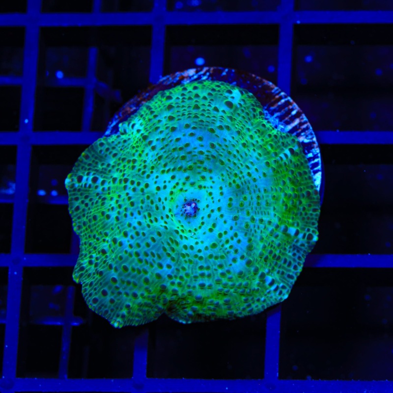 Irish Mushroom Coral