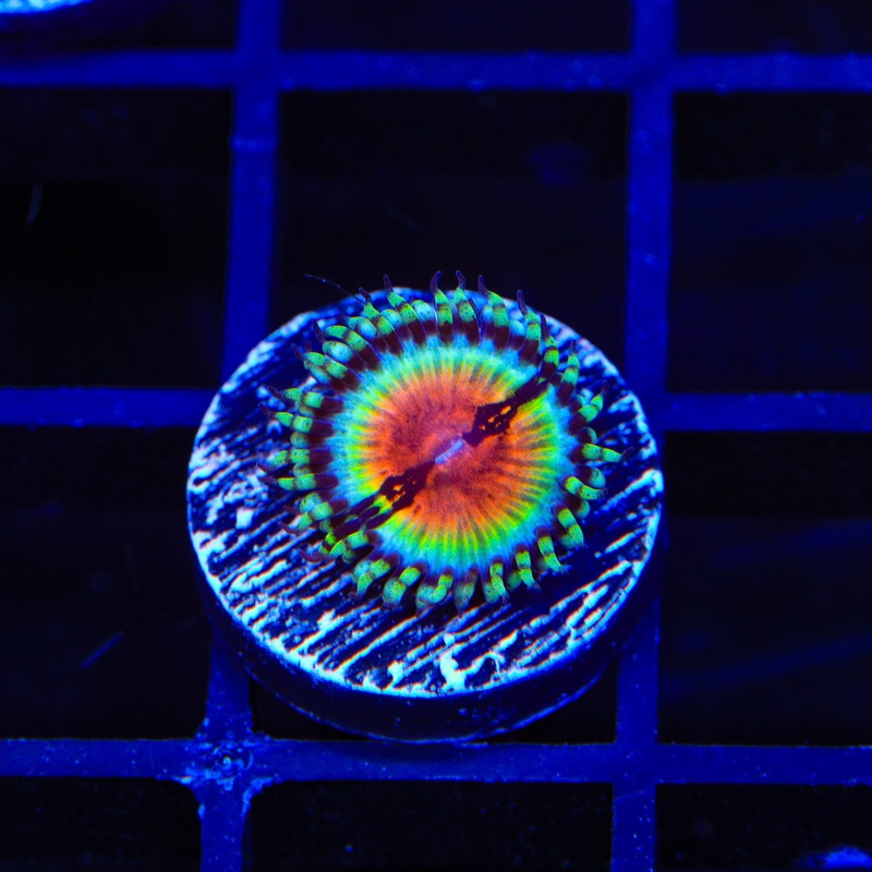 JF Bloodshot Zoanthids Coral