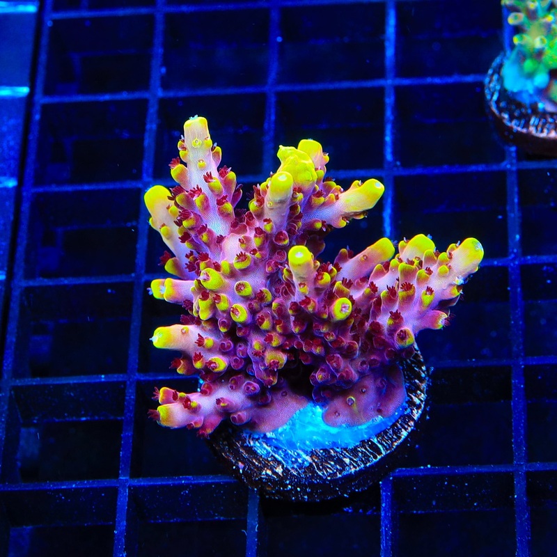 JF Fox Flame Acropora Colony XL Frag Coral