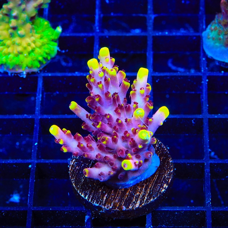JF Fox Flame Acropora XL Frag Coral