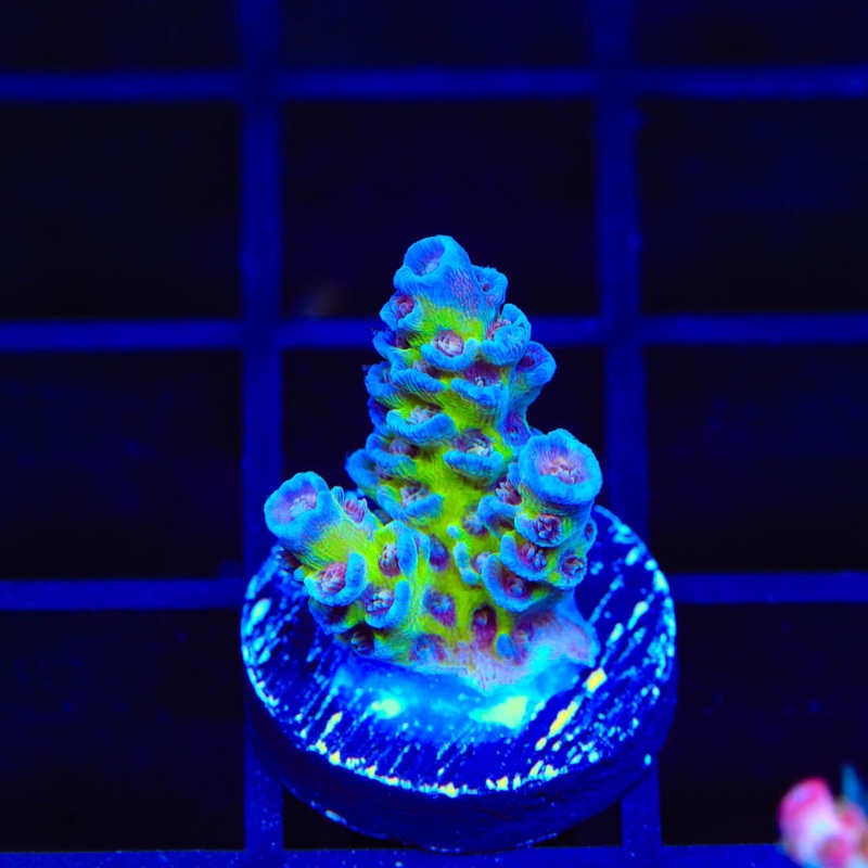 JF Jolt Tenuis Acropora Coral