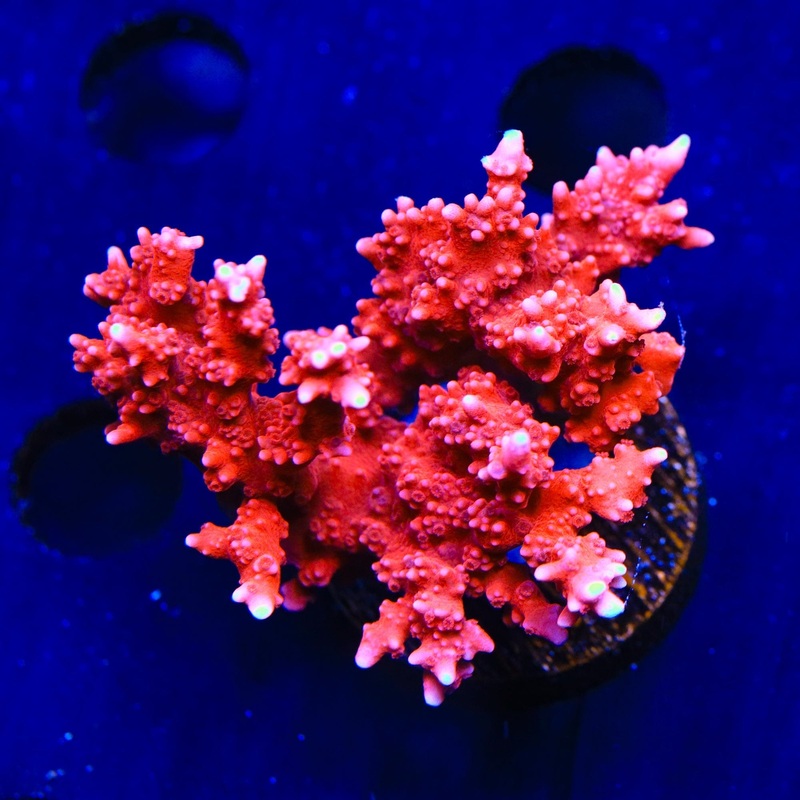 JF TNT Anacropora Colony Coral